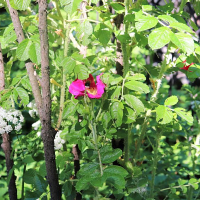 МГНОВЕНИЯ НАШЕГО ПУТЕШЕСТВИЯ. САНКТ-ПЕТЕРБУРГ. ДЕНЬ ПЕРВЫЙ.